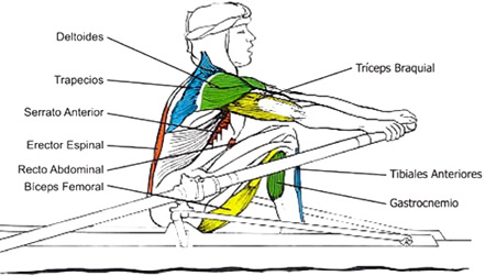 Grupos Musculares que se utilizan en el Remo: el inicio