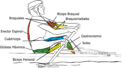 Grupos Musculares que se utilizan en el Remo: le pase 2
