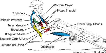 Grupos Musculares que se utilizan en el Remo: el final