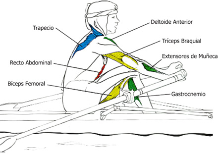 Grupos Musculares que se utilizan en el Remo: la recuperación